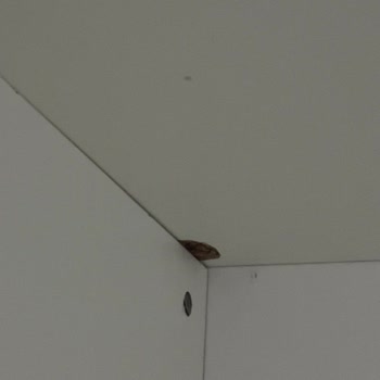 Defolu Ve Yanlış Renkli Ürünler İçin Garanti Talebi