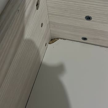 Defolu Ve Yanlış Renkli Ürünler İçin Garanti Talebi