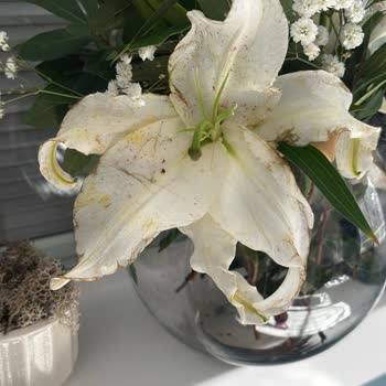 Sevgililer Günü Çiçek Siparişinde Görsel Ve Tazelik Uyumsuzluğu