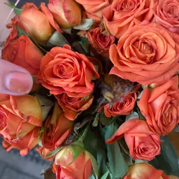 Küflenmiş Çiçek Teslimatı İçin Tam İade Talebi