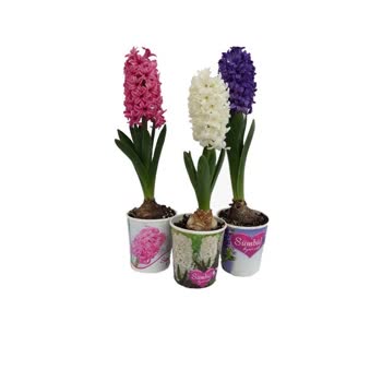 Sipariş Edilen Şık Çiçekler Görseldekiyle Uyuşmuyor Ve Müşteri Hizmetlerinden Cevap Gelmiyor