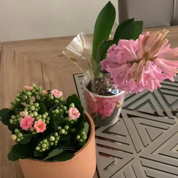 Sipariş Edilen Şık Çiçekler Görseldekiyle Uyuşmuyor Ve Müşteri Hizmetlerinden Cevap Gelmiyor