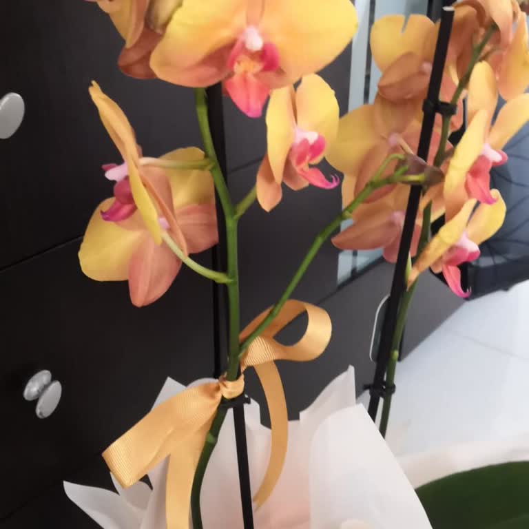 Gönderilen Orkide Görseldekiyle Uyuşmuyor Ve Hasarlı