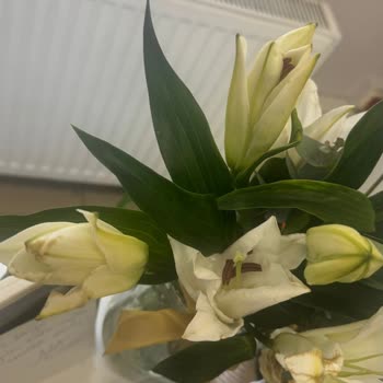 Soluk Ve Özensiz Çiçek Teslimatı, Müşteri Hizmetinden Cevap Gelmedi