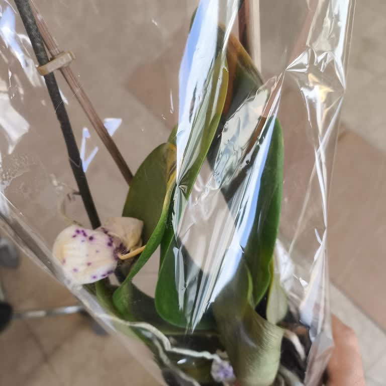 Çürük Orkide Gönderimi Ve Kargo Ücretinin Kesilmesi