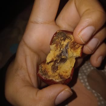 Küflü Ve Kurtlu Hünnap Kurusu Ürünü: Sağlık Riski Ve Yeni Paket Talebi