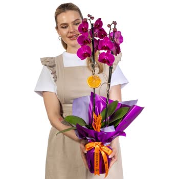 İllüstrasyondan Farklı Ve Solmuş Orkide Teslimatı