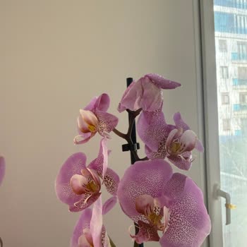 İllüstrasyondan Farklı Ve Solmuş Orkide Teslimatı