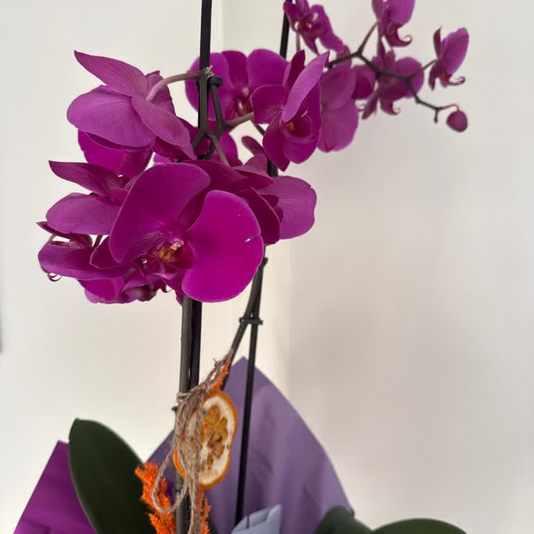 İllüstrasyondan Farklı Ve Solmuş Orkide Teslimatı
