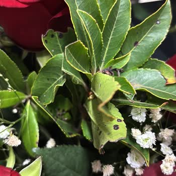 Moda Çiçekcilik Müşteriyle İletişim ve İade Süreçleri