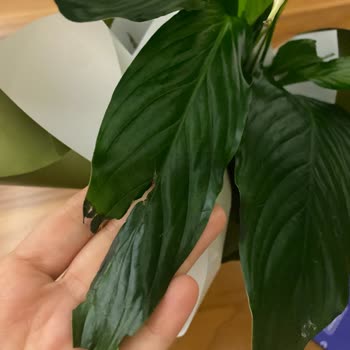 Hızlı Çiçek | Hizlicicek.com Şikayeti