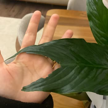 Hızlı Çiçek | Hizlicicek.com Şikayeti