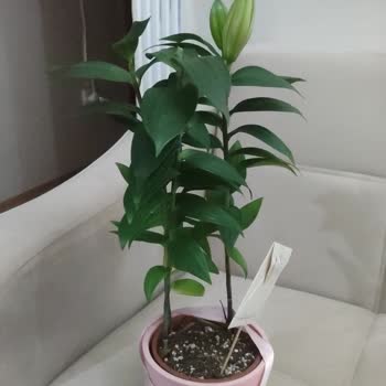 Sipariş Gecikti Ve Gelen Çiçek Kalitesiz Ve Yanıltıcı