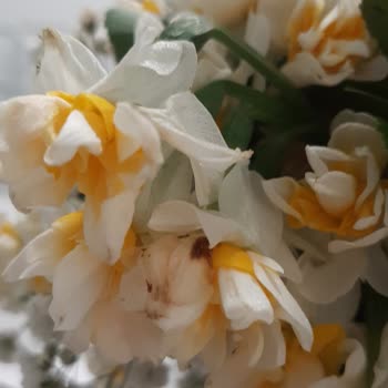 Marmara Çiçek’in Kötü Çiçek Kalitesi Ve Suçlayıcı Müşteri Tutumu