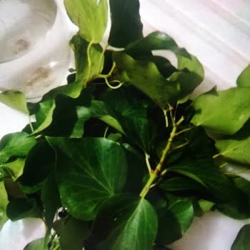 Sevgililer Günü Çiçek Siparişinde Görsel Farkı Ve Tam İade Talebi