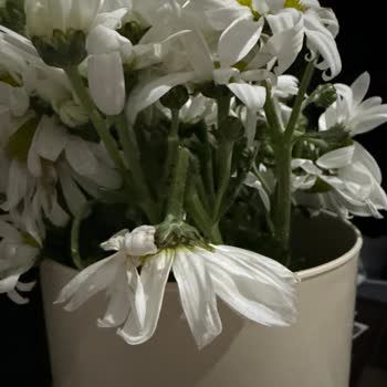 Sevgililer Günü Siparişinde Solmuş Ve Kırık Çiçekler Hayal Kırıklığı Yaratıyor