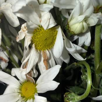 Sevgililer Günü Siparişinde Solmuş Ve Kırık Çiçekler Hayal Kırıklığı Yaratıyor