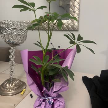 Geç Teslim Ve Yanlış Çiçek İçin Tam İade Talebi Ve Hukuki Uyarı