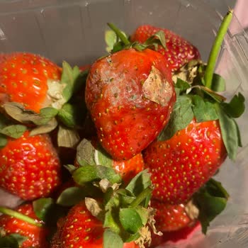 Müşteriye Küflü Çilek Gönderilmesi Ve İade Reddi