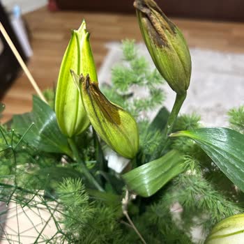 Görseldeki Şıklık Yerine Kalitesiz Çiçek Ve Teslimat Gecikmesi