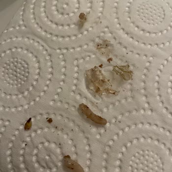 Dardanel Ton Basmati Pilavlı Üründe Plastik Parça Bulunması Sağlık Korkusuna Yol Açtı