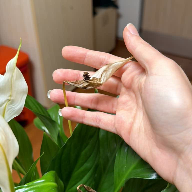 Geciken Teslimat, Solmuş Çiçekler Ve Müşteri Hizmetlerine Ulaşılamaması