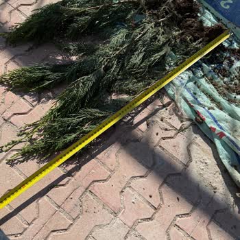 @eceberya_botanik Eksik Ve Yanlış Boydaki Fidanlar İçin Tam İade Talebi