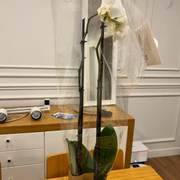 Geç Teslimat Ve Solmuş Çiçekler: İade Talebi