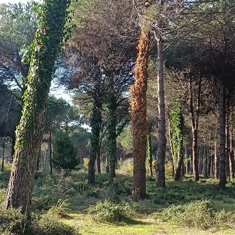 Çamlık Sahilinde Deniz Suyu İstilası Ve Boğaz Tıkanıklığına Müdahale Talebi