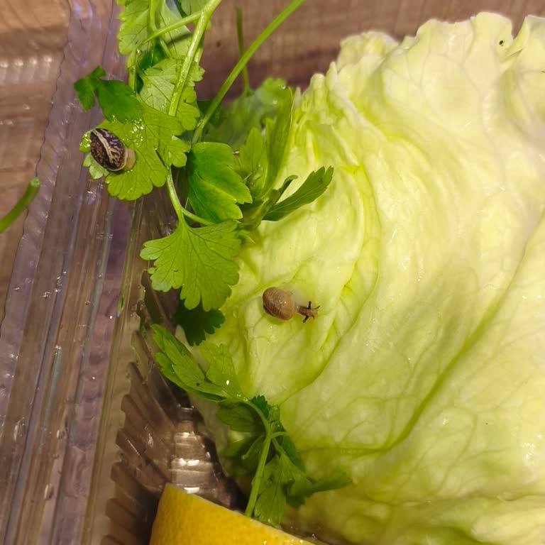 Üsküdar Komagene Şubesinde Çiğ Köfteyle Gelen Canlı Salyangoz Ve Hijyen İhlali