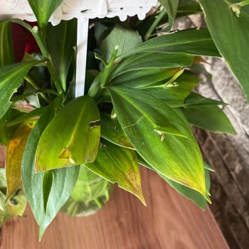 Sevgililer Günü Çiçeği Solmuş Ve Kalitesiz İade Talebi