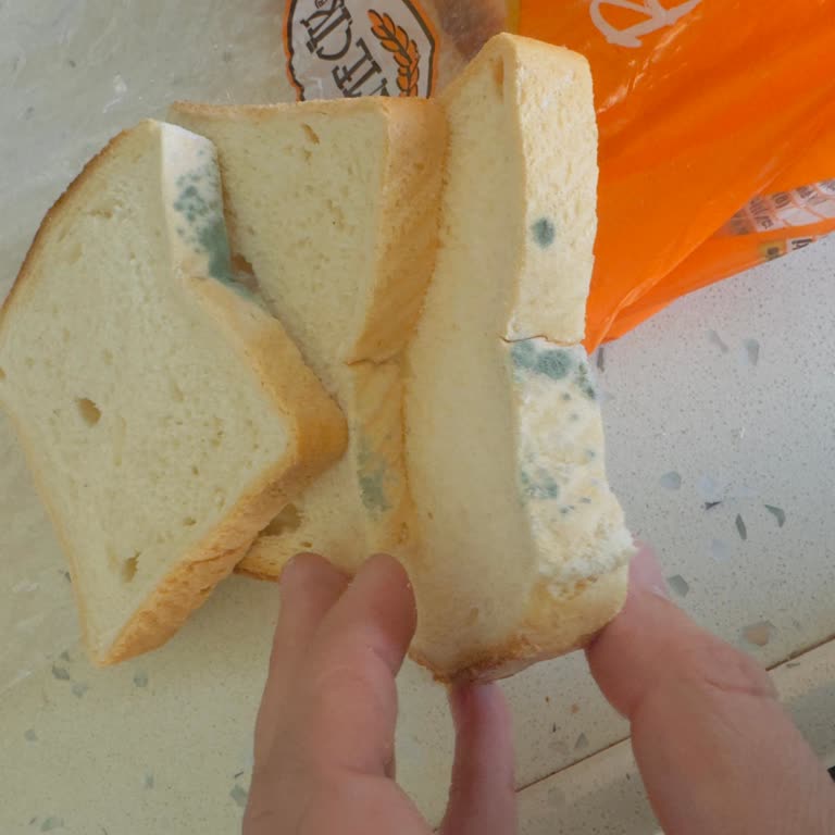 Kısa Sürede Küflenmiş Tost Ekmeği Sağlık Endişesi