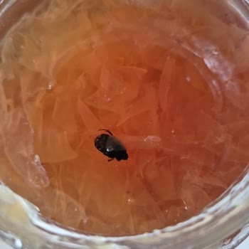 BİM Gül Reçelinde Böcek Tespiti Gıda Güvenliği Endişesi