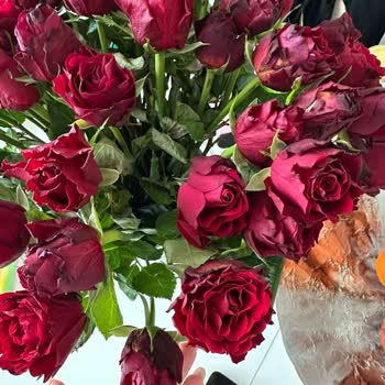 Hızlı Çiçek | Hizlicicek.com Premium 51 Kırmızı Gül Çiçekleri Çökmüş Ve Görsellerle Uyuşmuyor