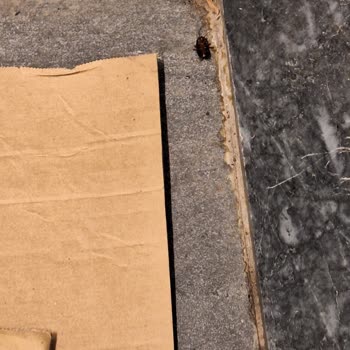 Bursa İhsaniye Mescidinde Ters Halı, Ölü Böcek Ve Aşırı Kirli Zemin Şikayeti