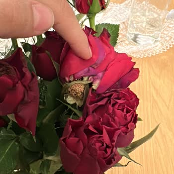 Kurumuş Güller Ve Cevapsız İletişim Nedeniyle Tam İade Talebi