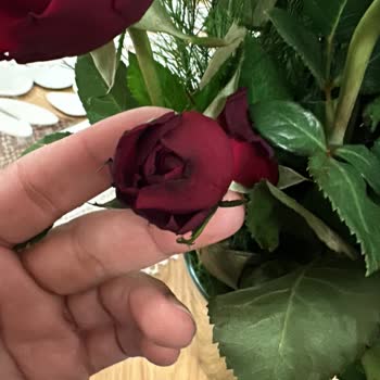 Kurumuş Güller Ve Cevapsız İletişim Nedeniyle Tam İade Talebi