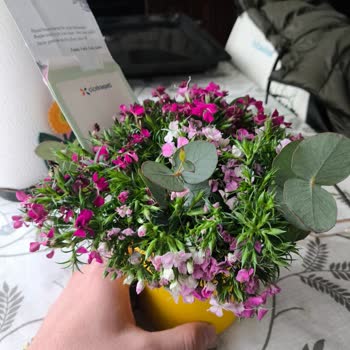 Solmuş Ve Görseldekiyle Uyuşmayan Çiçek Gönderimi Üzerine Şikayet