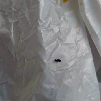 Trendyol Hızlı Market’ten Alınan Nescafe Gold’ta Böcekli Kahve Ve Sağlık Riski