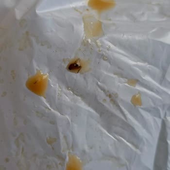 Trendyol Hızlı Market’ten Alınan Nescafe Gold’ta Böcekli Kahve Ve Sağlık Riski