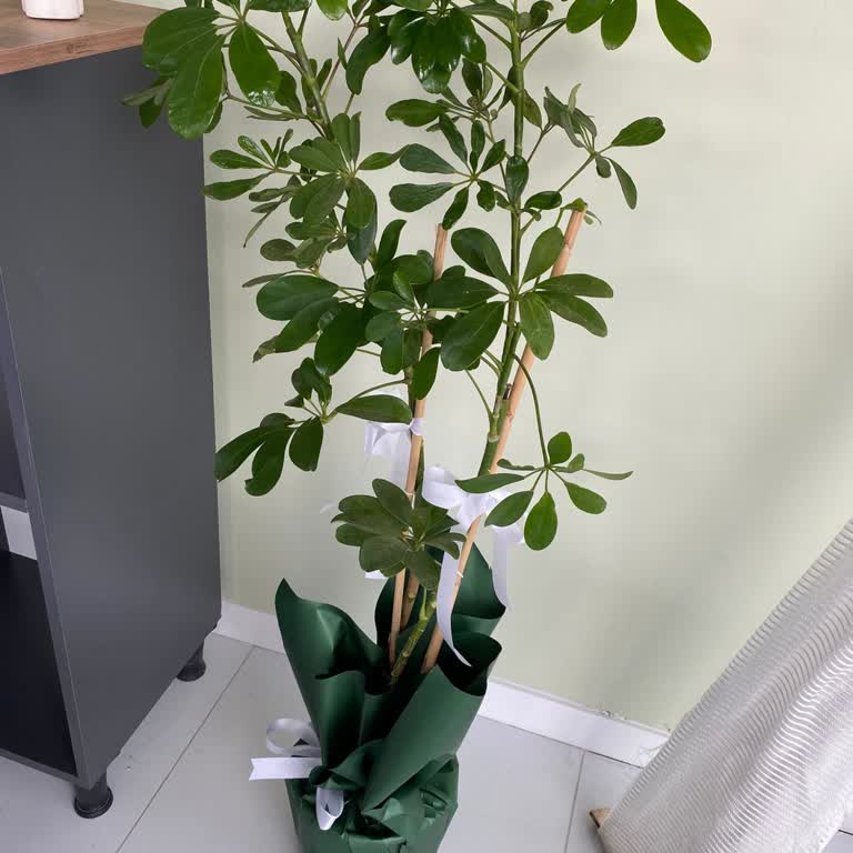 Sipariş Edilen Çiçeğin Yerine Farklı Ve Kalitesiz Ürün Gönderildi, Tam İade Talebi