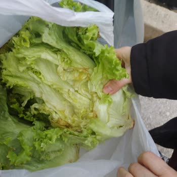 Çorum Güneş Gros’ta Marul Çürüklüğü Kontrol Edilmedi