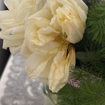 Çiçek Sepeti'nde Solmuş Çiçek Ve Gelmeyen Hediye İçin İade Ve İptal Talebi