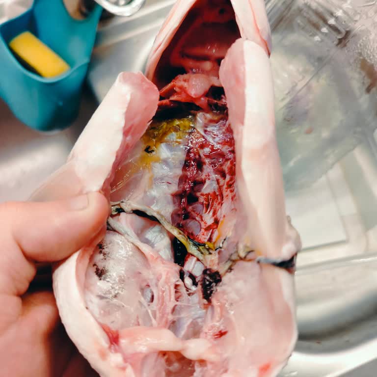 Balıkların Yetersiz Temizliği Ve Müşteri Hizmetlerinden Cevapsızlık