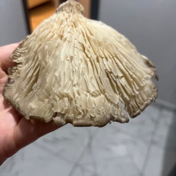 Son Kullanma Tarihi Geçmemiş Mantarda Küf Aileyi Güvenlik Endişesine Sürükledi