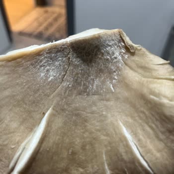 Son Kullanma Tarihi Geçmemiş Mantarda Küf Aileyi Güvenlik Endişesine Sürükledi