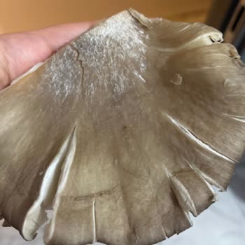 Son Kullanma Tarihi Geçmemiş Mantarda Küf Aileyi Güvenlik Endişesine Sürükledi