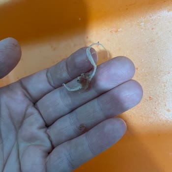 Köfte İçin Aldığım Kıyma Parçalı Ve Yağlı Çıktı, Misafirler Önünde Mahcup Oldum