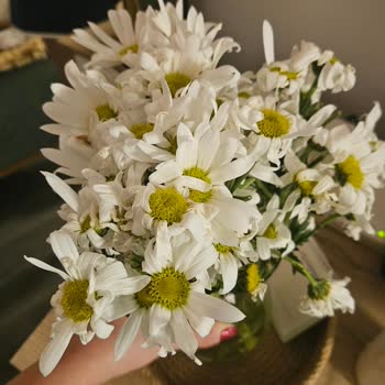 Cam Kavanozlu Papatya Buketi Bir Gün İçinde Soldu, Ücret İadesi İstiyorum