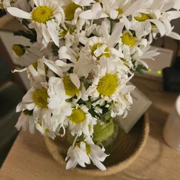 Cam Kavanozlu Papatya Buketi Bir Gün İçinde Soldu, Ücret İadesi İstiyorum